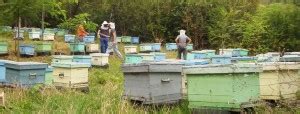 Selecting the Apiary Site • ApiExpert