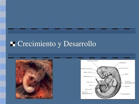 Pdf Tema Crecimiento Y Desarrollo Funciones De La Placenta