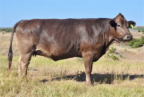 Braunvieh Bred Heifers For Sale Tx Diamond H Rach