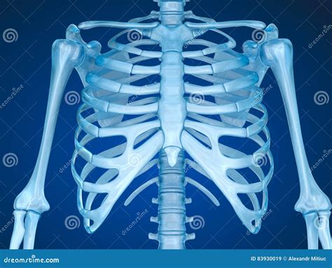 Human Skeleton Breast Chest Medically Accurate 3D Illustration Stock