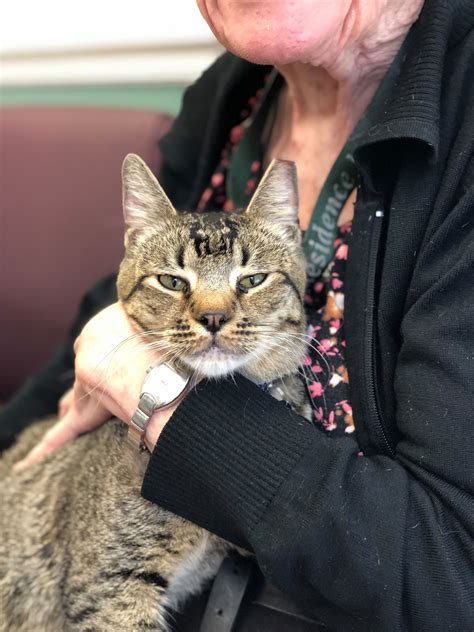 The Dancing Cat,... - Friends of the Palo Alto Animal Shelter