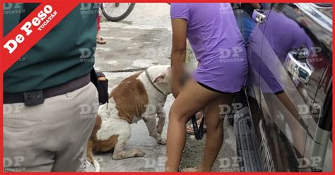 Progreso Pelea De Perros Termina Con Uno De Ellos Macheteado