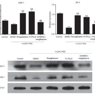 Effects Of Rosiglitazone On The Protein Levels Of PPAR And The