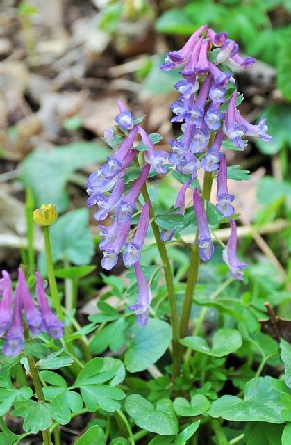 Lila Bl Ten Waldblumen Veilchen Kostenloses Foto Auf Pixabay