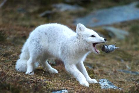 Arctic Fox Stand and Food Chain: 24 Interesting, Fun Facts - Mammal Age