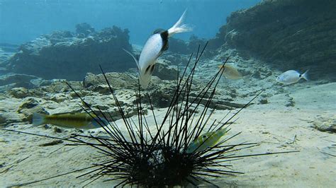 Swift Deadly Epidemic Kills All The Black Sea Urchins In Gulf Of Eilat