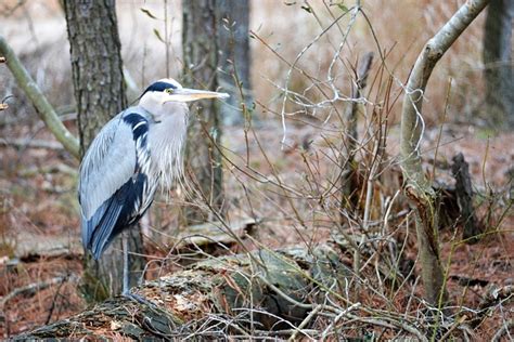 Heron Wildlife - Free photo on Pixabay - Pixabay