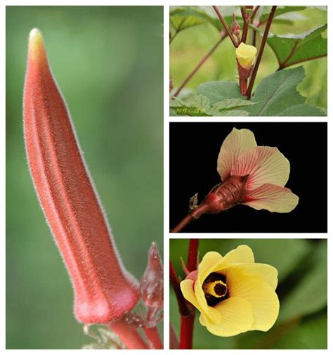 Pcs Red Okra Seeds Bestseedsonline Free Shipping Worldwide