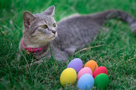 Easter Cat With Colorful Eggs Stock Photo Image Of Green Decoration