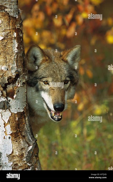 Timber Wolf Canis Lupus Portrait Peering Out From Behind A Tree