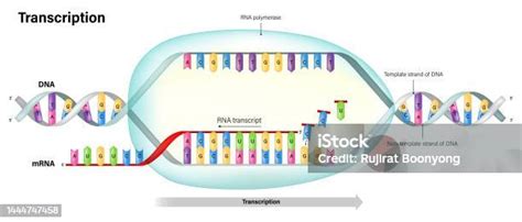 Transcrever Dna Para Rna - Vetores de Transcrição Síntese Dirigida Por Dna De Rna Rna Polimerase ...