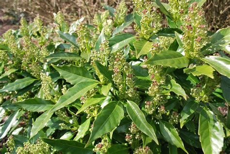 Aucuba Japonica | Emerald Plants