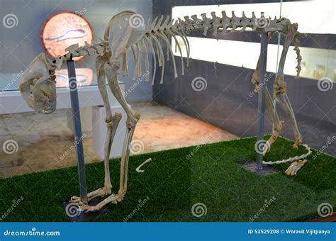 Cheetah Skeleton Stock Photo - Image: 53529208