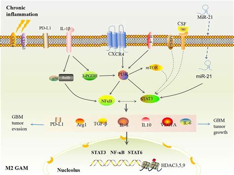 Frontiers Roles Of Stat In The Pathogenesis And Treatment Off