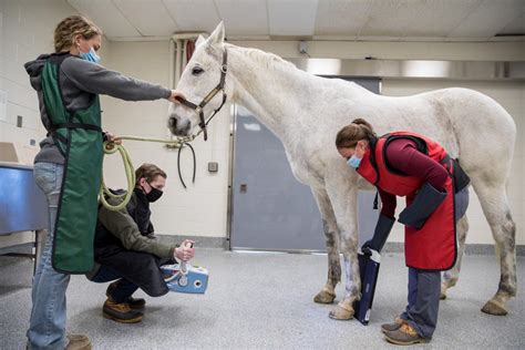 Dvm Curriculum Doctor Of Veterinary Medicine Program Virginia Tech