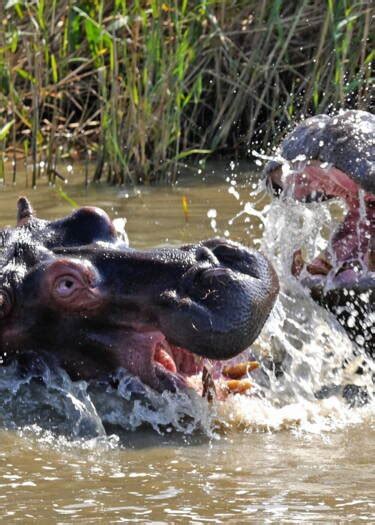 Les Hippopotames Savent Reconna Tre La Voix De Leurs Amis Geo Fr