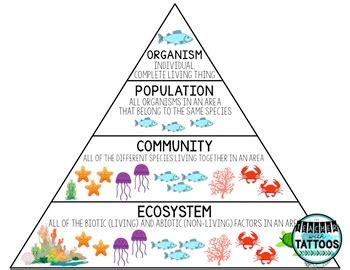 Levels Of Organization In An Ecosystem Ecosystems Levels Of