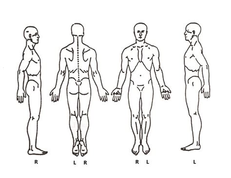 An Illustrative Guide To The Anatomy Of The Human Body From Both Front And Back Perspectives