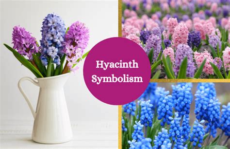 Hyacinth Meaning and Symbolism - Symbol Sage