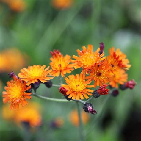 Fox And Cubs Syn Hieracium Aurantiacum Crocus Late Summer