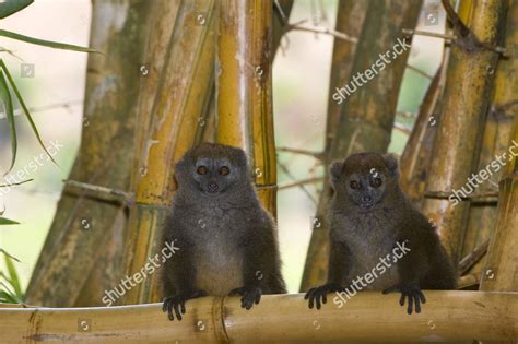 Eastern Lesser Bamboo Lemur Known Gray Editorial Stock Photo Stock