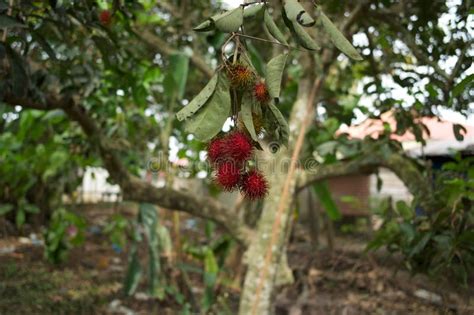 Rambutan From Malaysia Stock Photo Image Of Village 75268414