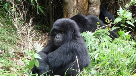 A Guide To Gorilla Trekking In Volcanoes National Park Rwanda