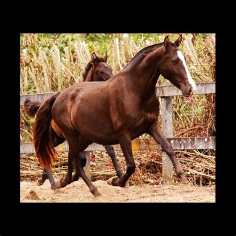 Gua Matriz Puro Sangue Lusitano Z Mbia Do Aret Haras Vale Do Aret