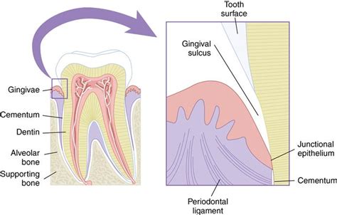 12 Periodontium Alveolar Process And Cementum Pocket Dentistry