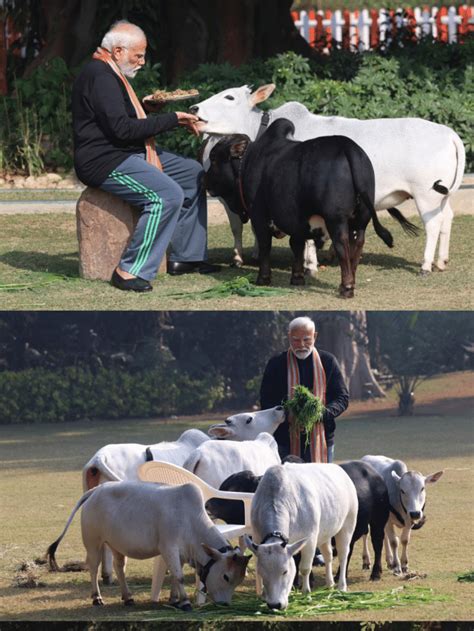 Pm Modi Feeds Cows At His Residence On Makar Sankranti News Live