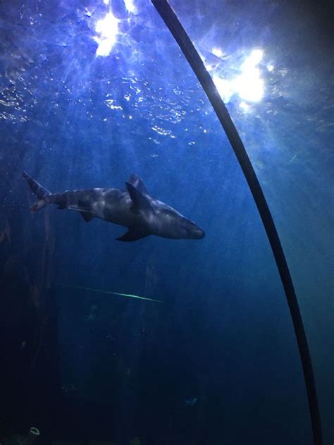 shark at the shedd aquarium in chicago | Shedd aquarium, Aquarium, Shark