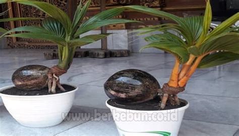 Cara Membuat Bonsai Kelapa Untuk Pemula Sukses