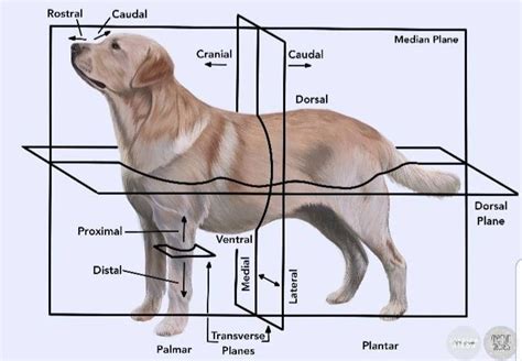 Veterinary Anatomical Directions Poster A4 | Etsy