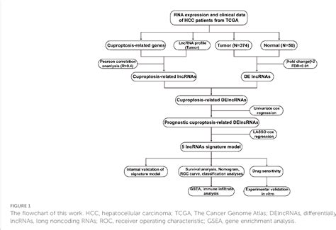 Figure 1 From Comprehensive Analysis Of Cuproptosis Related Lncrnas For