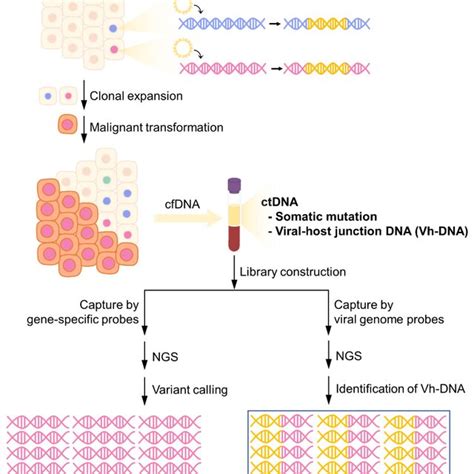 Detection Of Somatic Mutations And Vh DNA From CfDNA By Targeted NGS