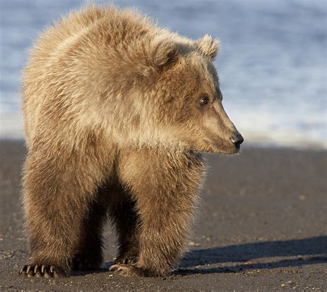 Grizzly Bear Ursus Arctos Horribilis Photograph By Matthias Breiter