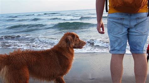 Perro Rojo En La Playa Recuperador De Peaje De Pato Nova Scotia En