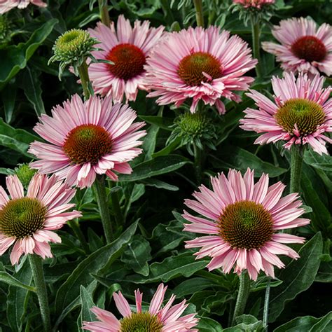 Echinacea SunSeekers Salmon SlovenskeTrvalky Sk