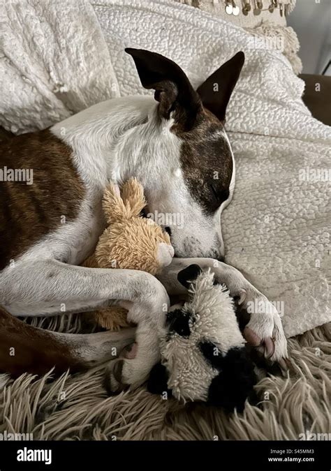 Cute Brown And White Bite Dog Sleeping And Snuggles With Stuffed