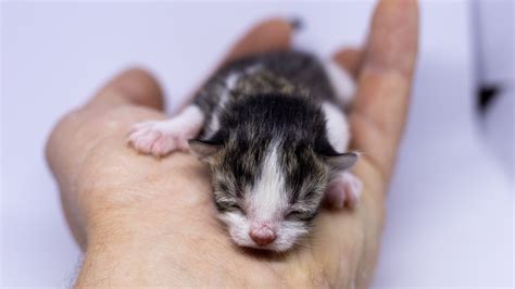 Runt Of The Cat Litter: A Kitty That Deserves Extra Love