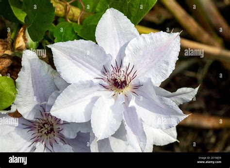 Clematis Clematis Summer Snow Hi Res Stock Photography And Images Alamy