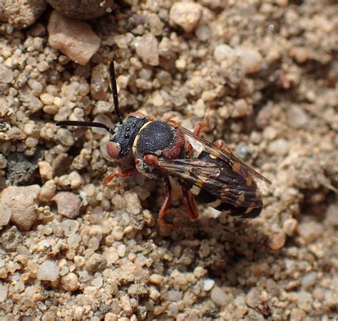 Epeolus Cruciger Female Hednesfordhills Staffordshire Flickr