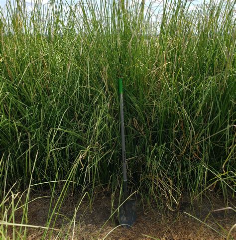 Vetiver Grass Leachate Management Specialists