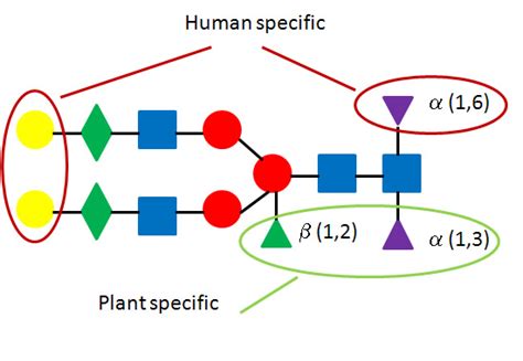 N Glycan Structures In Human And Plant N Glycosylation Patterns