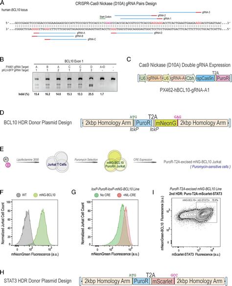 Cre Loxp Excision Strategy Minimizes Genomic Footprint Of The Puror