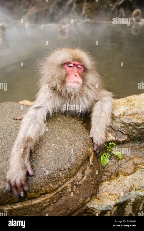 Jigokudani Schnee Affen Park Stockfotos Und Bilder Kaufen Alamy