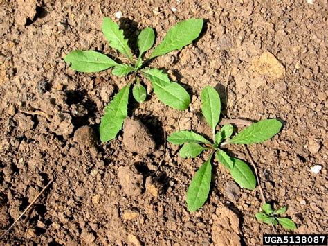 Rosette Forming Weeds Of Early Spring Cornell Weed Identification