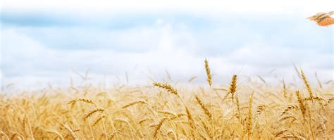 Farm Wheat Field Png Free Download Png All