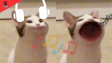 【androidios】top 9 Song By Duet Cats Cute Popcat Music Youtube