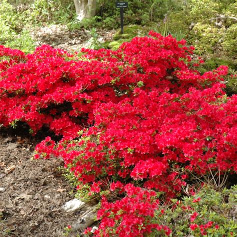 Hino Crimson Azalea Weston Nurseries